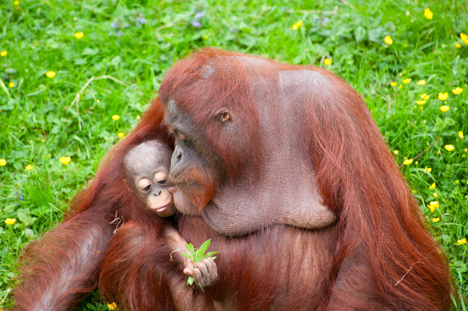 Orangutans